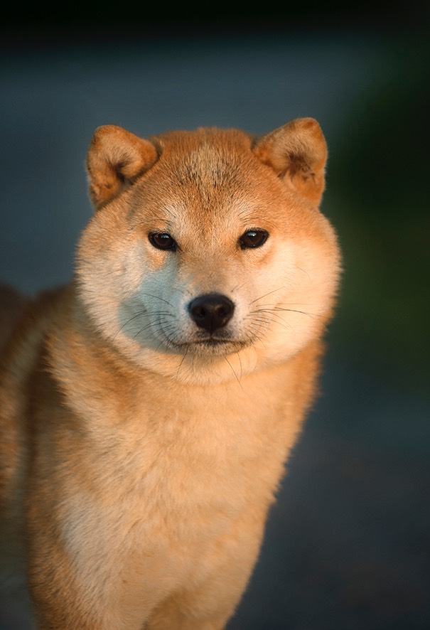 Shiba Ziestan kennel