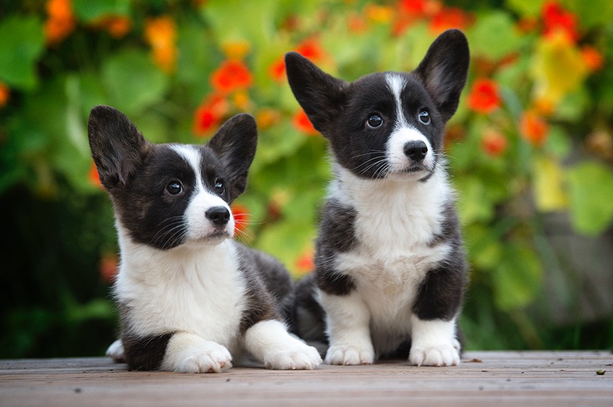 Ziestan welsh corgi pentuja