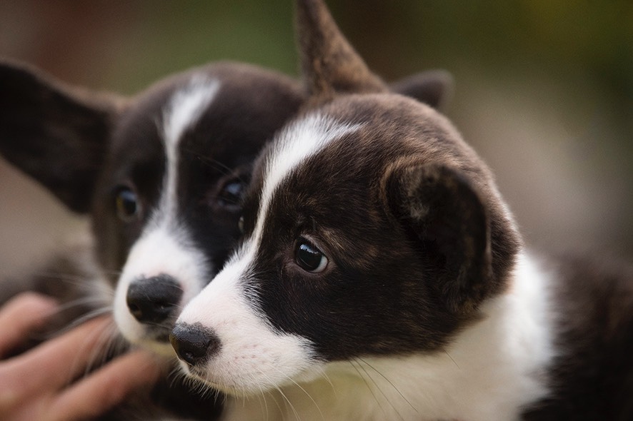 Welsh corgin pentuja 001