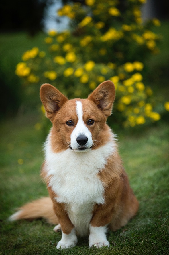 Welsh corgi cardigan