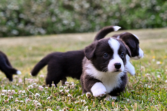 Welsh corgi pentuja 2023