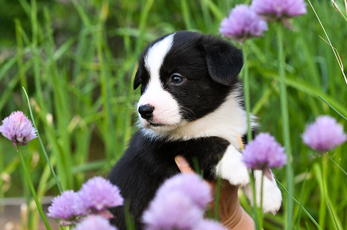 Ziestan welsh corgi pentu 2023