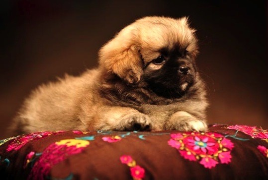 Tiibetinspanielin pentu Ziestan kennel