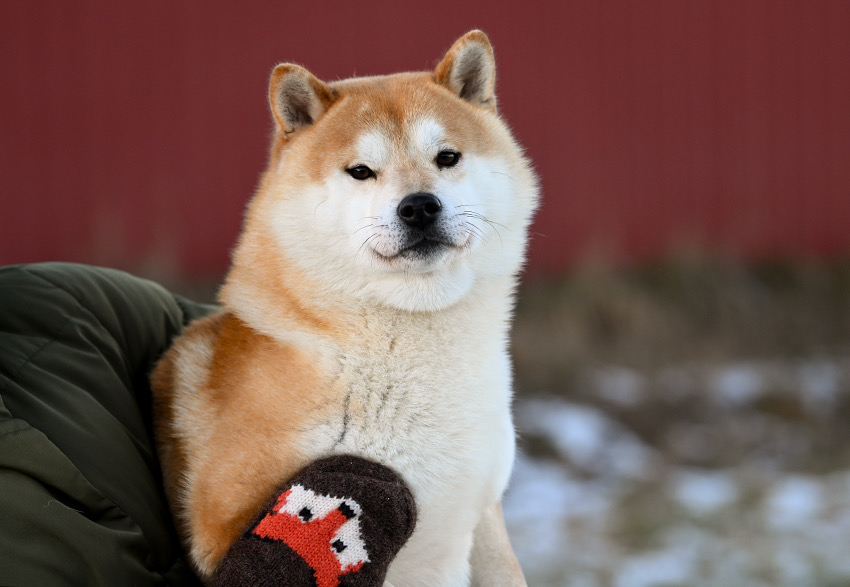 ziestanshibakennelpate